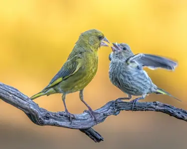 Os pássaros comecaram a cantar assim que o sol nasceu.