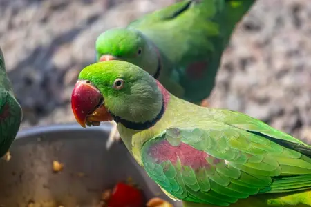 Os pássaros comem frutas coloridas.