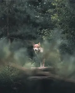 Ontem eu andei pela floresta e encontrei um lobo.